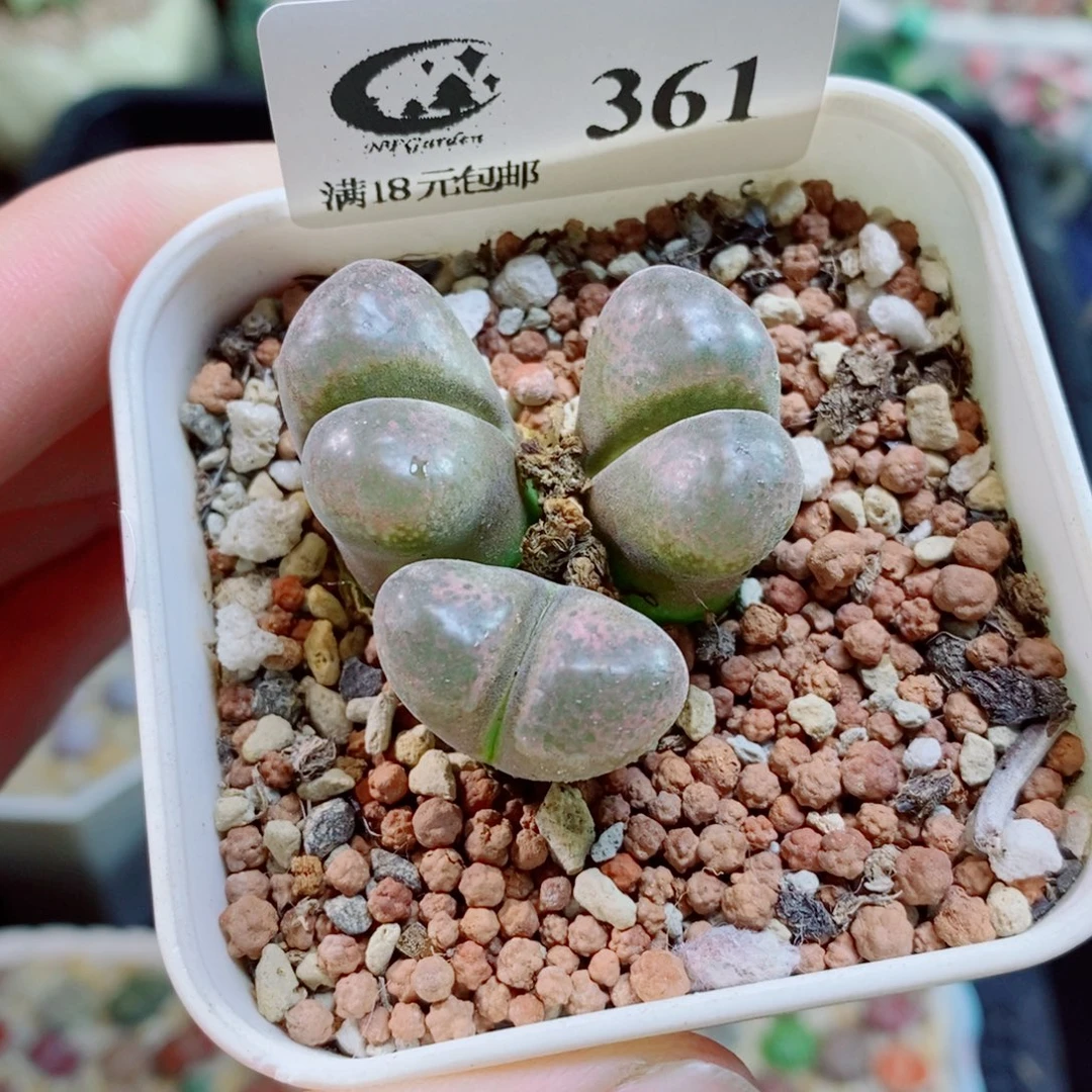 生石花花花花花花361