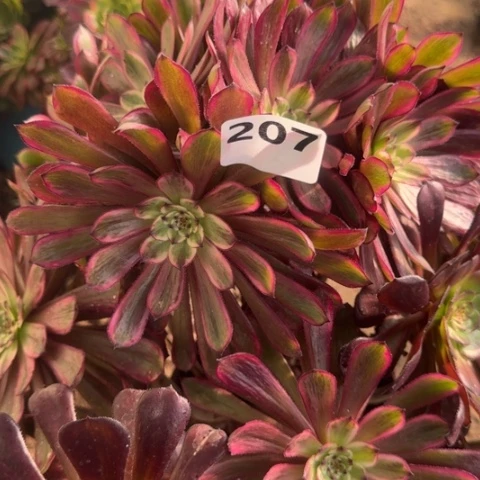 哥****懂法师紫霞仙子17-27