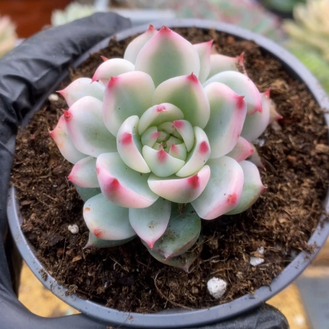 148锦锦锦锦锦锦锦锦