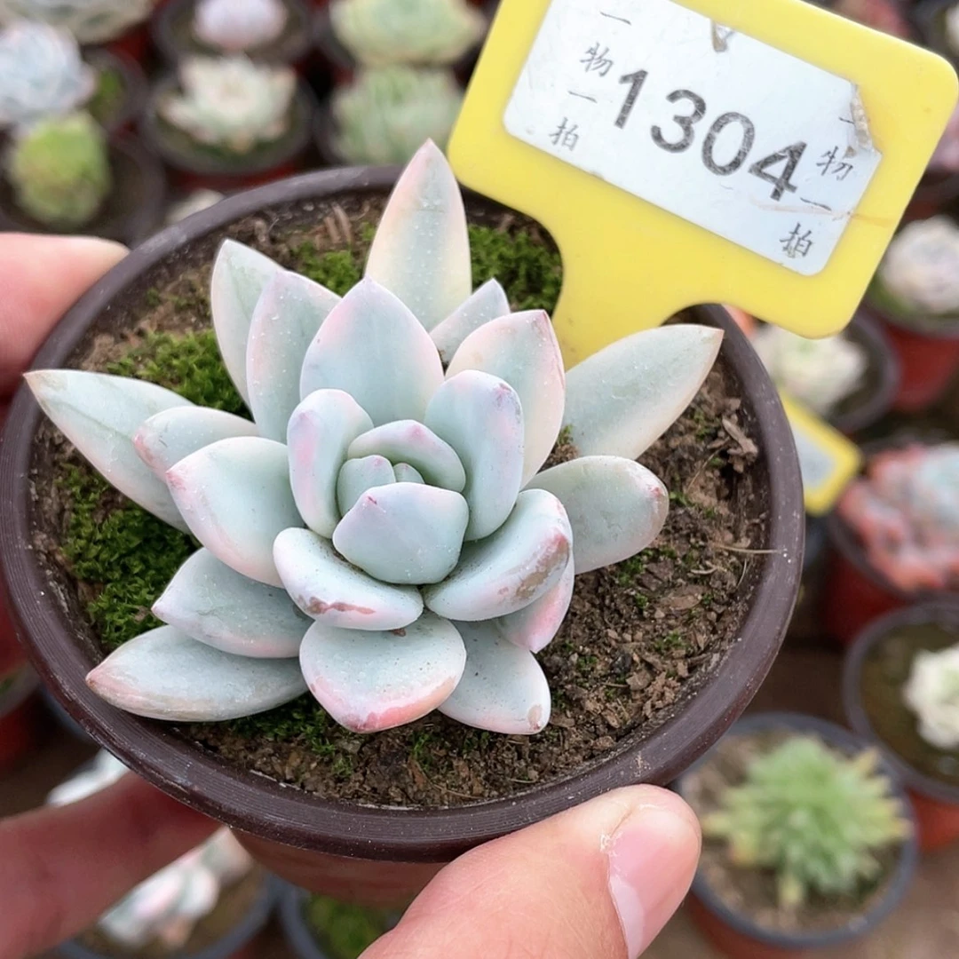 【闪购商品】1304号