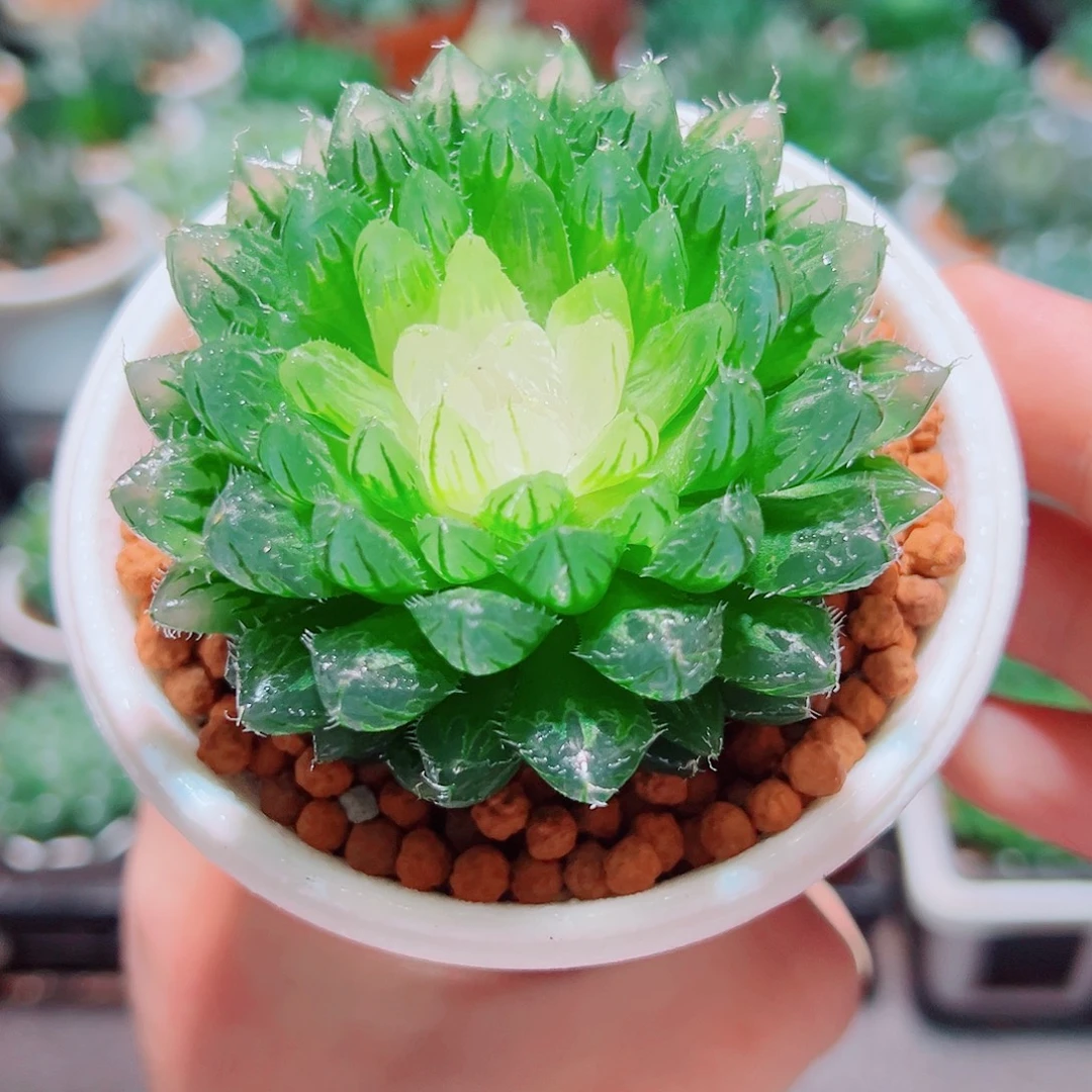 宝莲灯玉露多肉多肉多肉