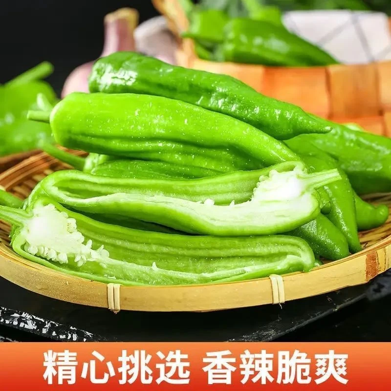 山东特产农家自种新鲜薄皮青椒微辣现摘现发