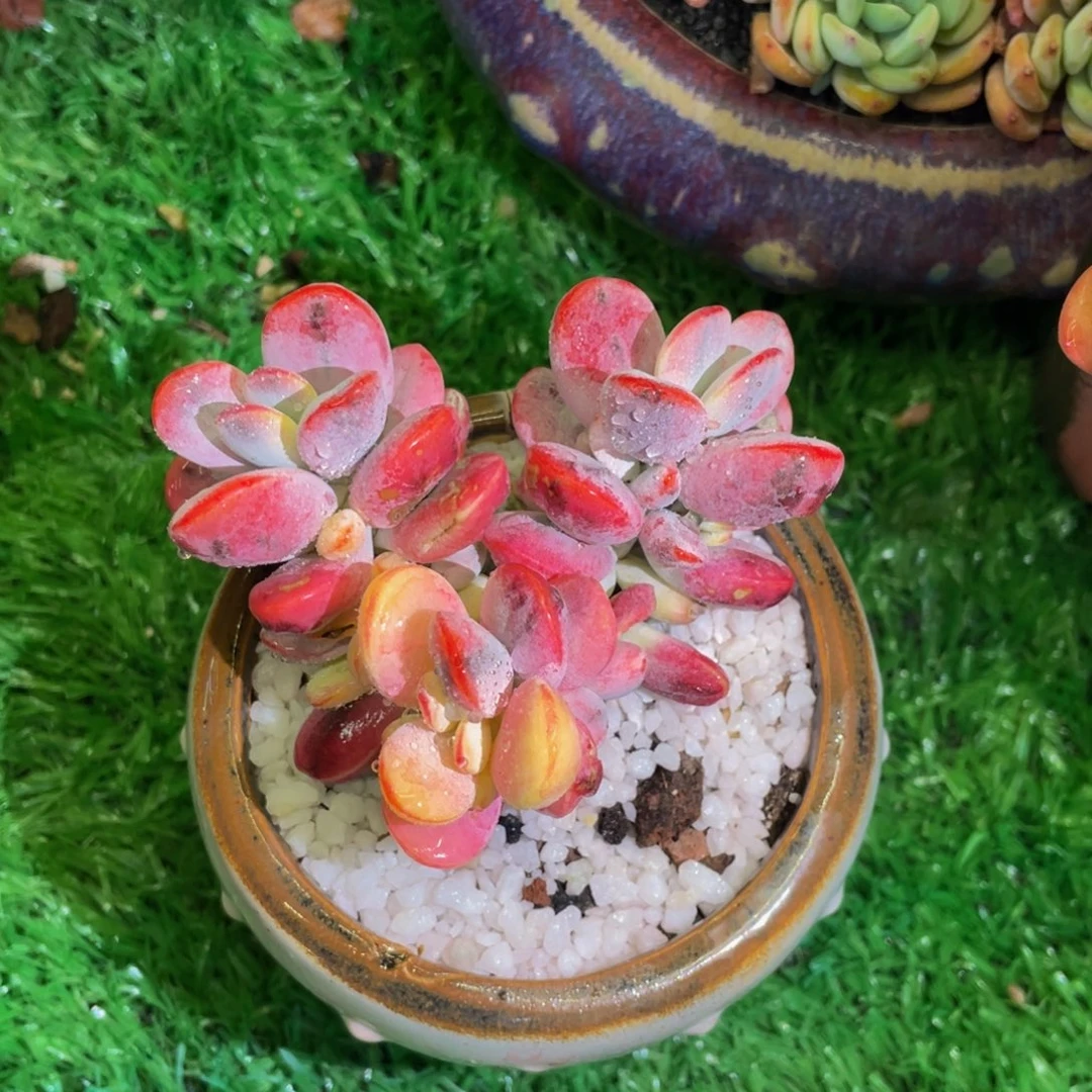 多肉植物盆栽多肉