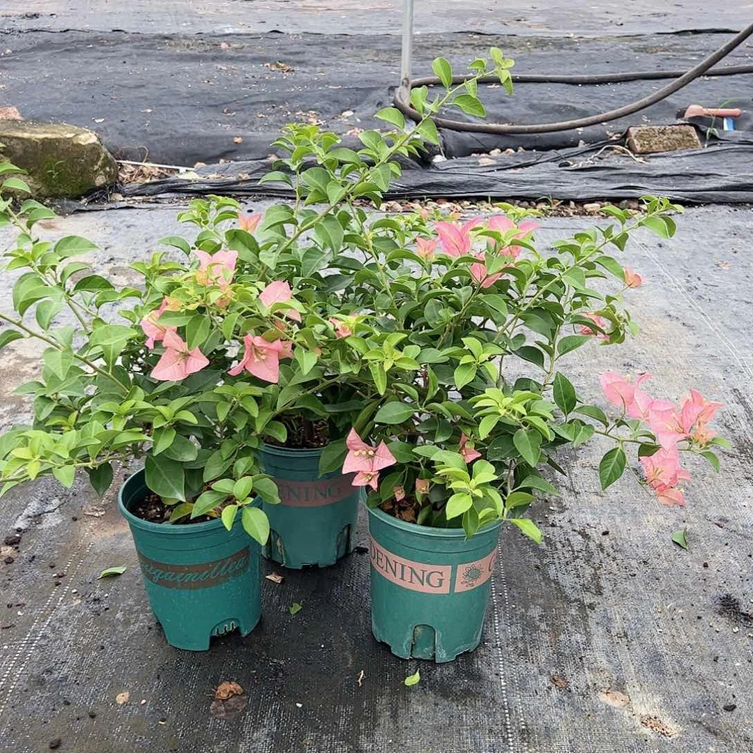 当前无花栽培后可以开花卡亚塔中一颗