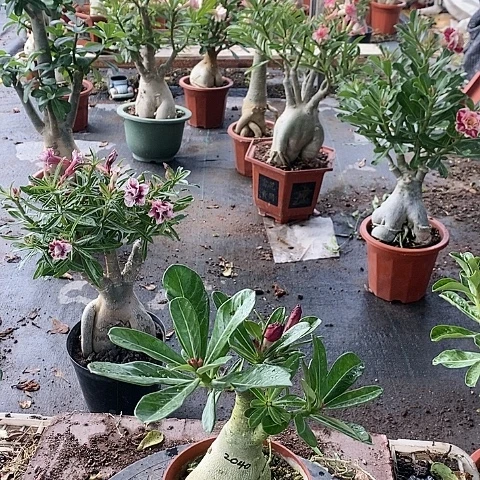 【闪购商品】无花朵苏*