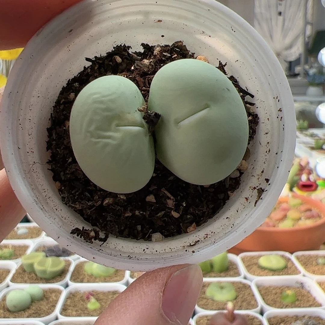 【闪购商品】2 开播福利