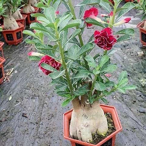 【闪购商品】无花朵花**贵
