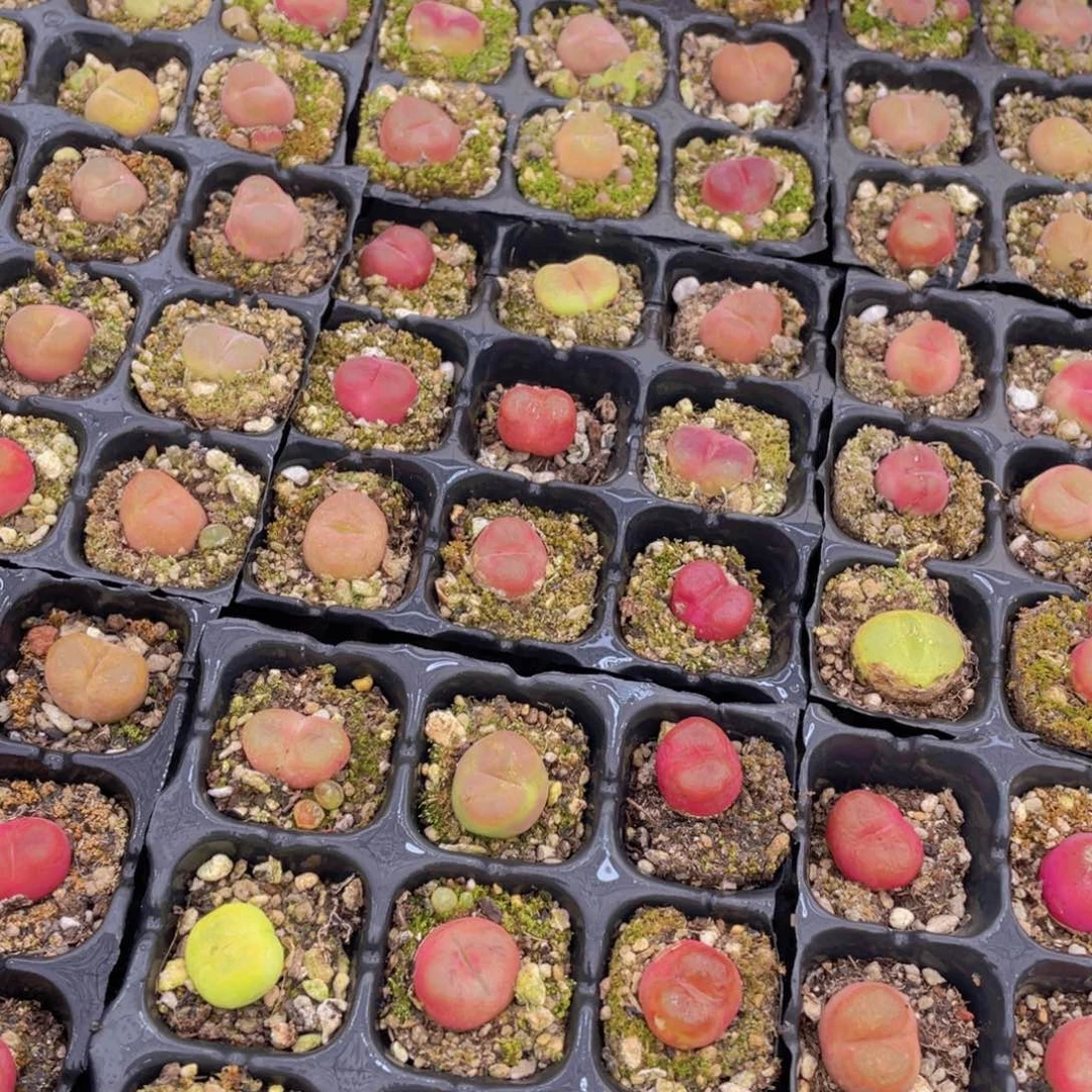 量拍13号 六年毛汉尼小可爱组合9个