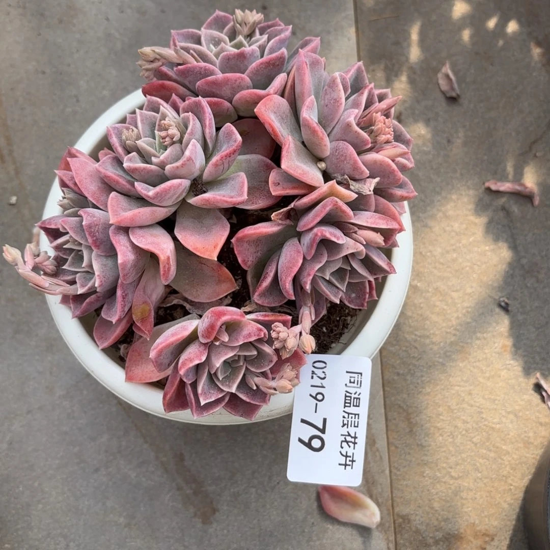 同温层多肉79哈利沃森