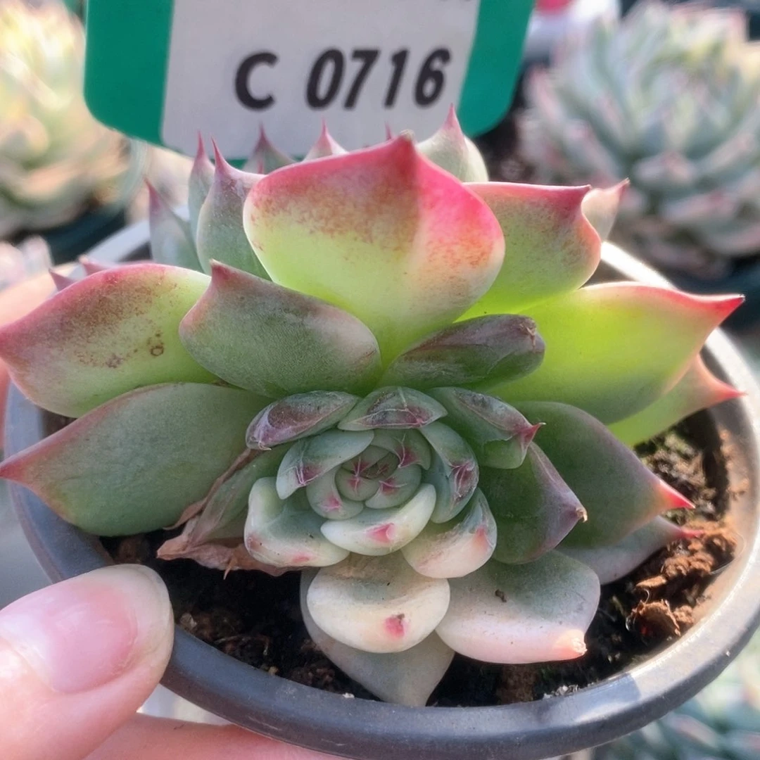 716锦锦锦锦锦锦锦