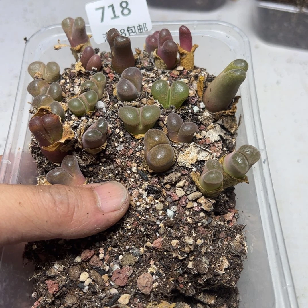 【闪购商品】 718。  长腿