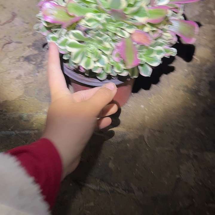 白凤多肉法师植物链接