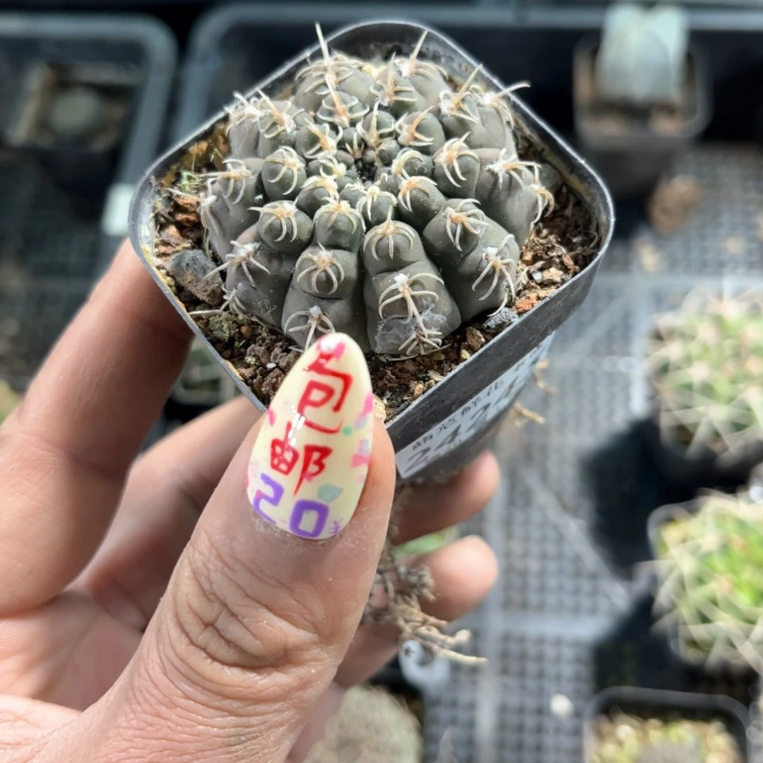 24245一物一拍单头发货