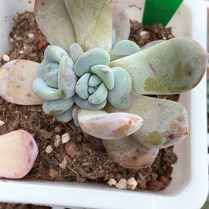 多肉植物雪茶907