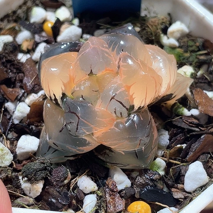 598皓月玉露锦特选福利