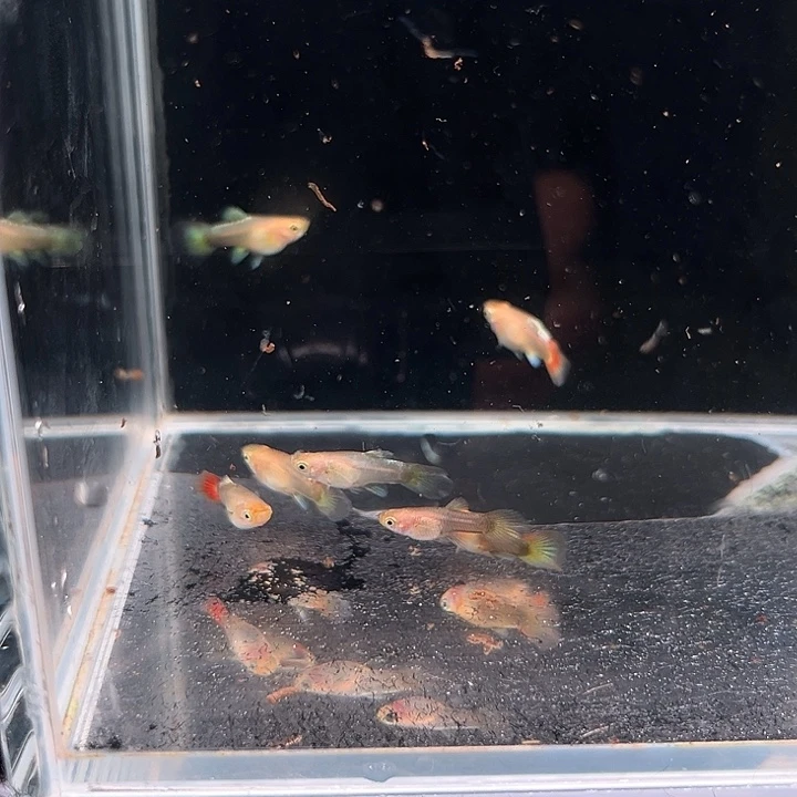 孔雀鱼精品圣诞帽苗4条