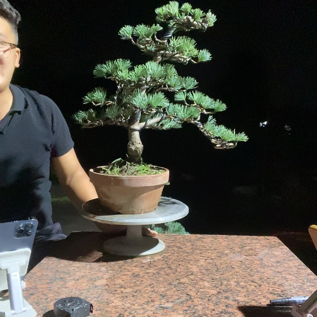 璟***无花朵五针松五针松五针松