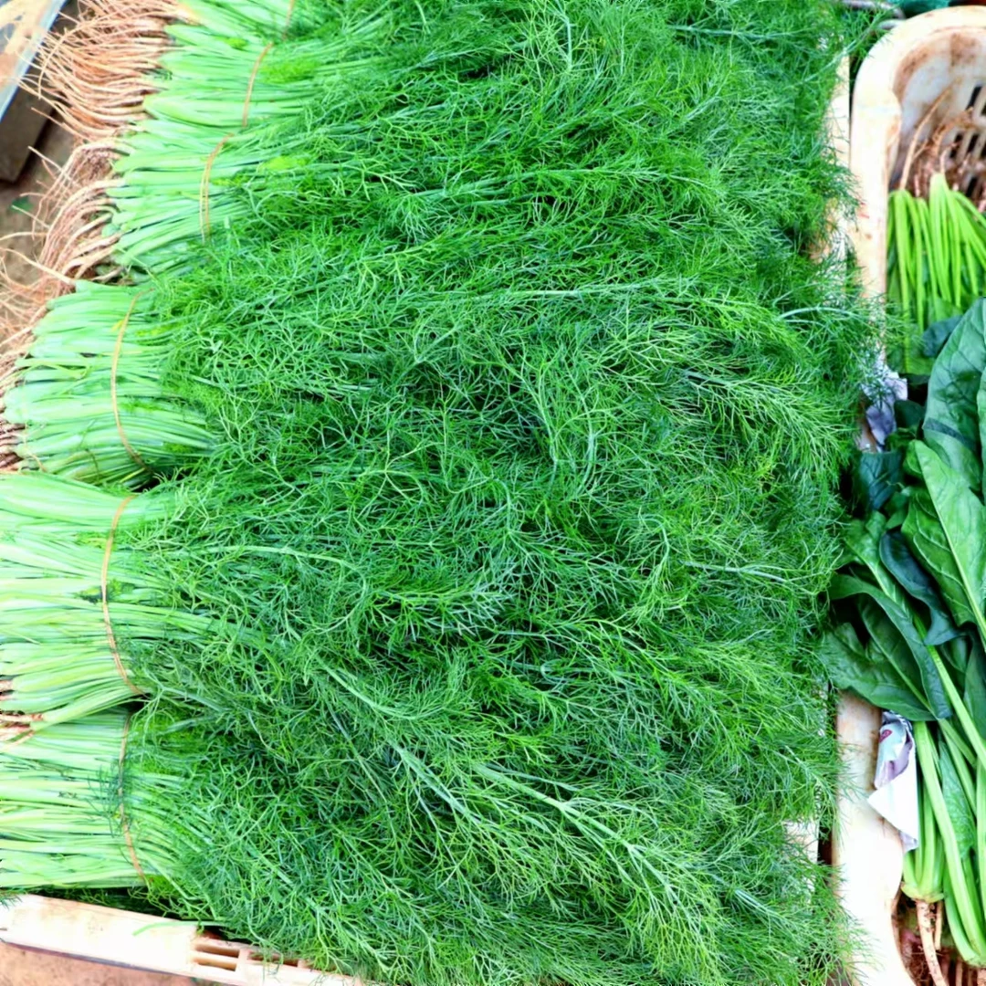 云南新鲜茴香小茴香菜蔬菜农家直采小茴香包饺子馅时令蔬菜茴香菜