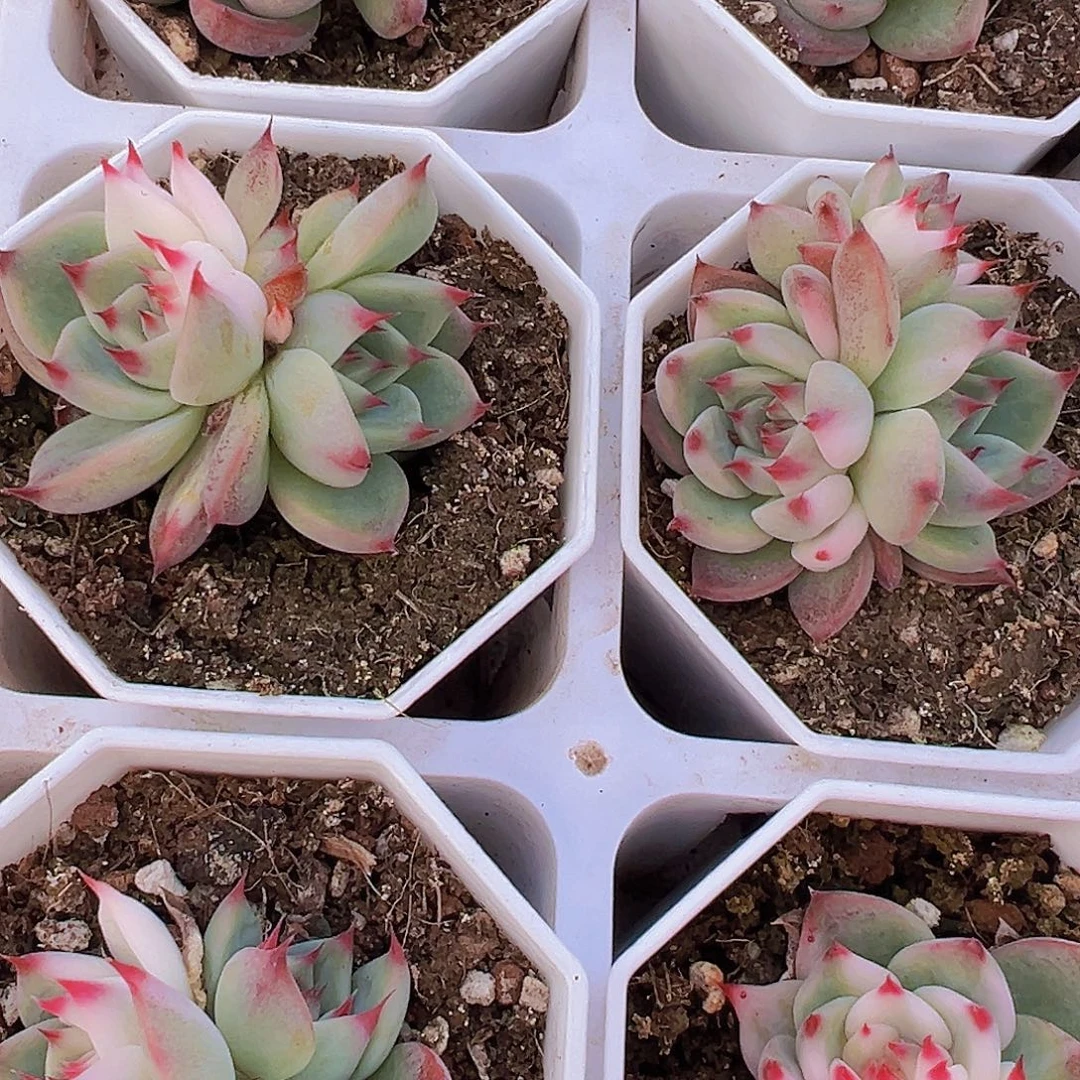 吉娃娃锦19包邮多肉