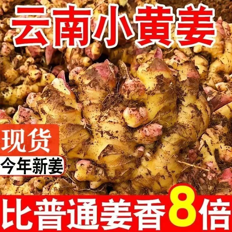 云南小黄姜正宗佐料新鲜生姜鲜嫩农家嫩姜足疗蔬菜优惠批发包邮