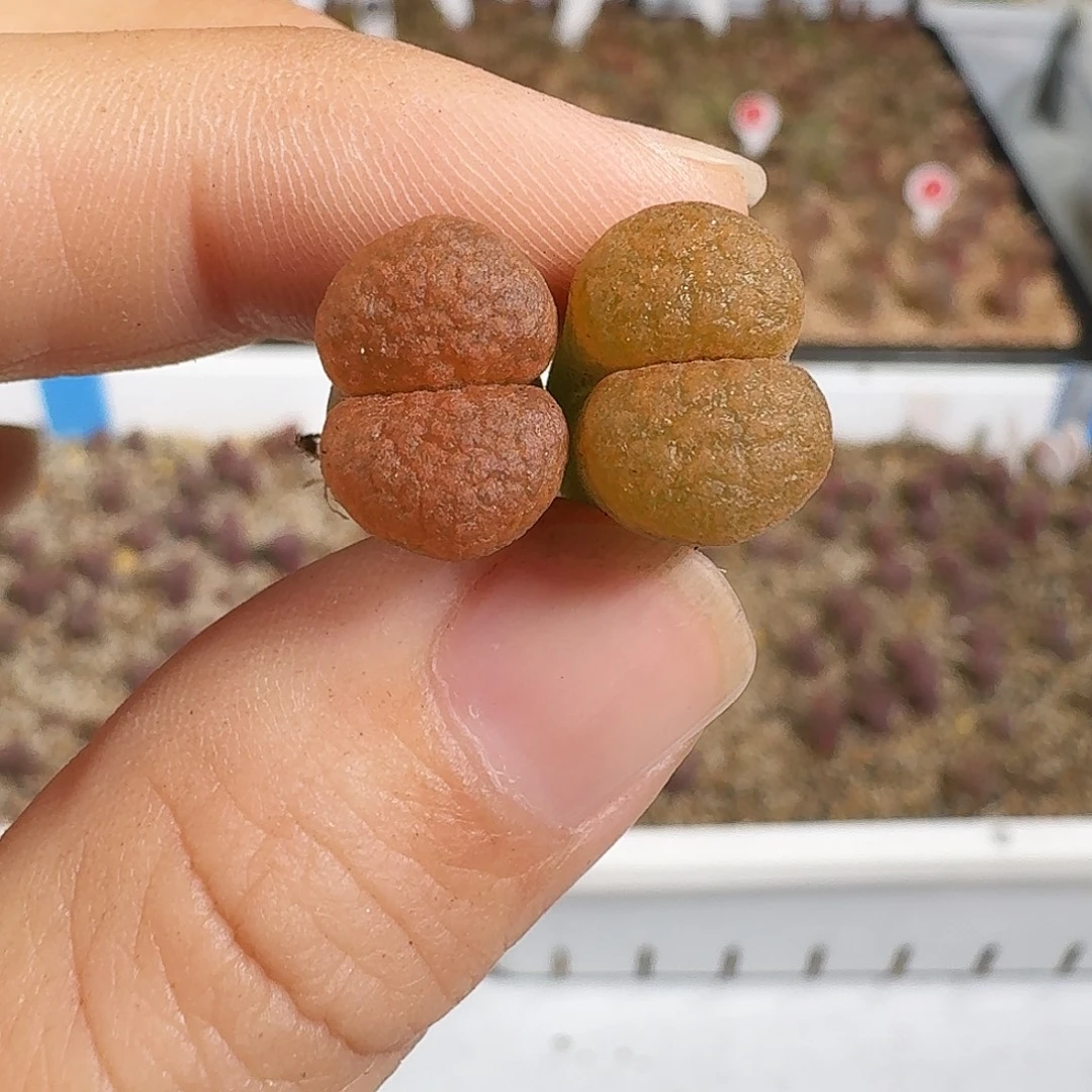多肉植物福利风铃超级蛋糕247
