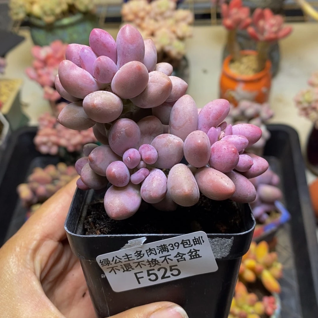 525丸叶汤圆多肉7c m