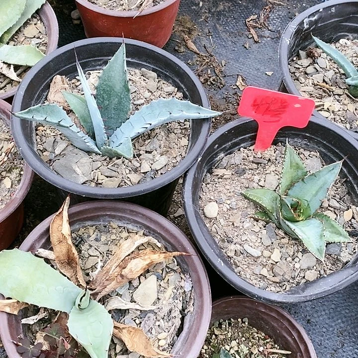 【闪购商品】无花朵龙舌兰煞威原始种