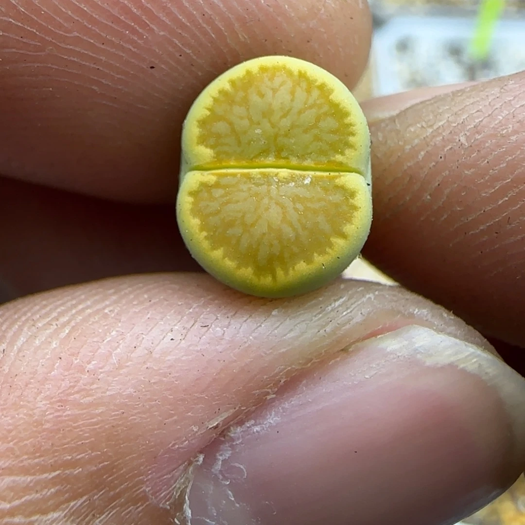 668 生石花大棚直播