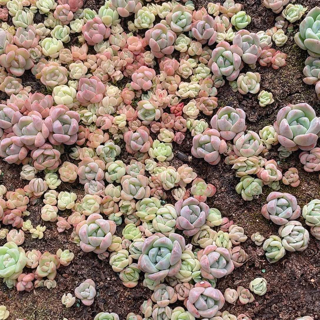 温***C多肉植物多肉植物101