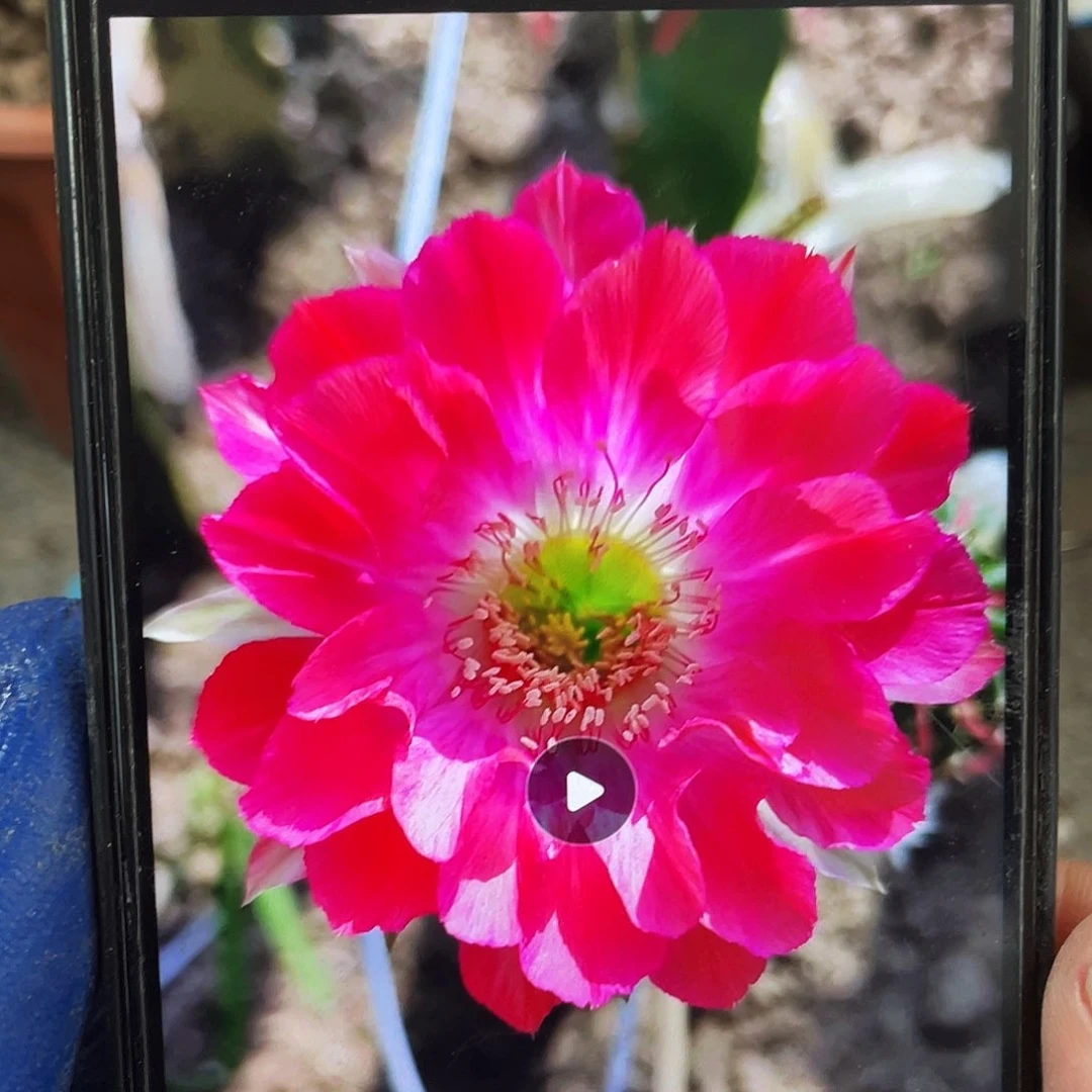 开门见喜自根球6公分以上带盆土