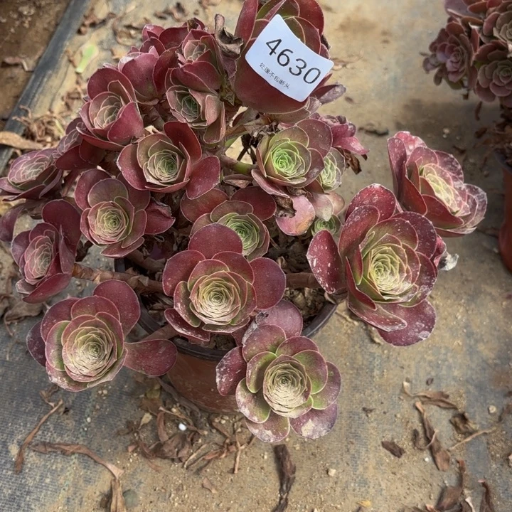 魅金玫瑰多肉处理不包断头4630