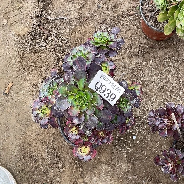 939花蝴蝶多肉植物