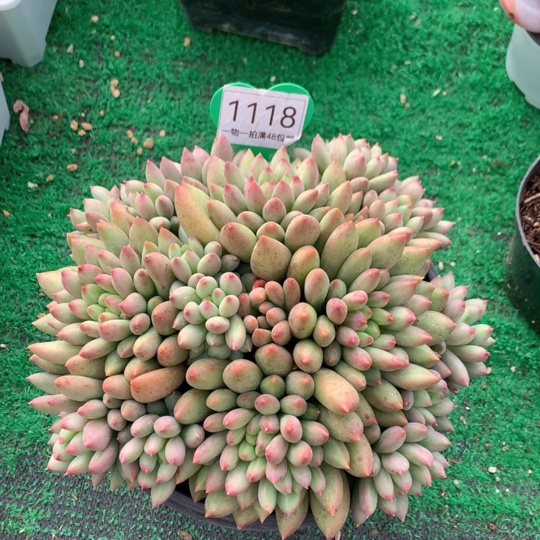 ****汐黄体岩字无砍平头1118