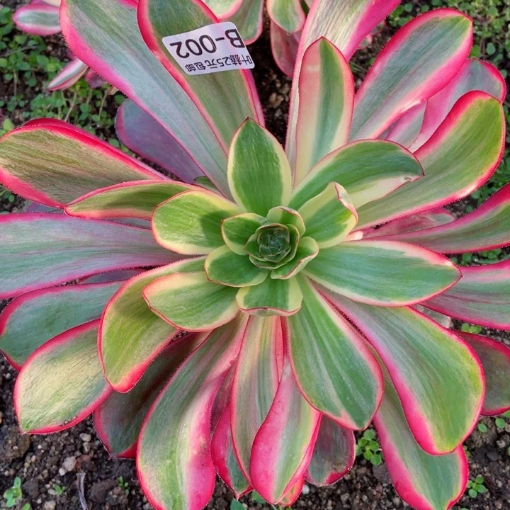 2号红膜女多肉12345678