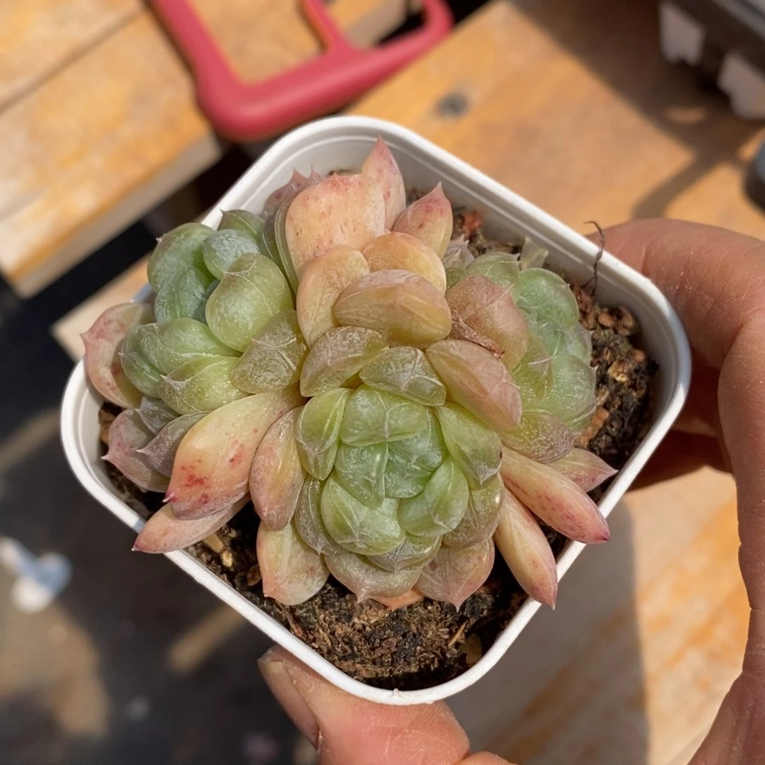 精品多肉一物一拍不包整97
