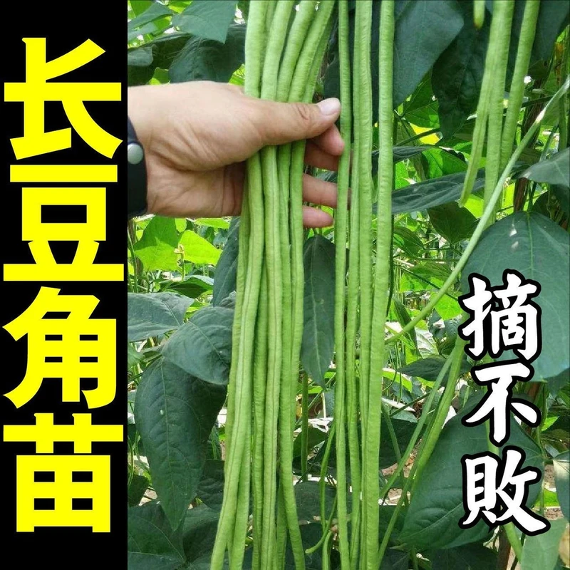 绿长豆角苗秧带土种子四季家庭春秋高产搭架压塌架红豇豆籽秧苗
