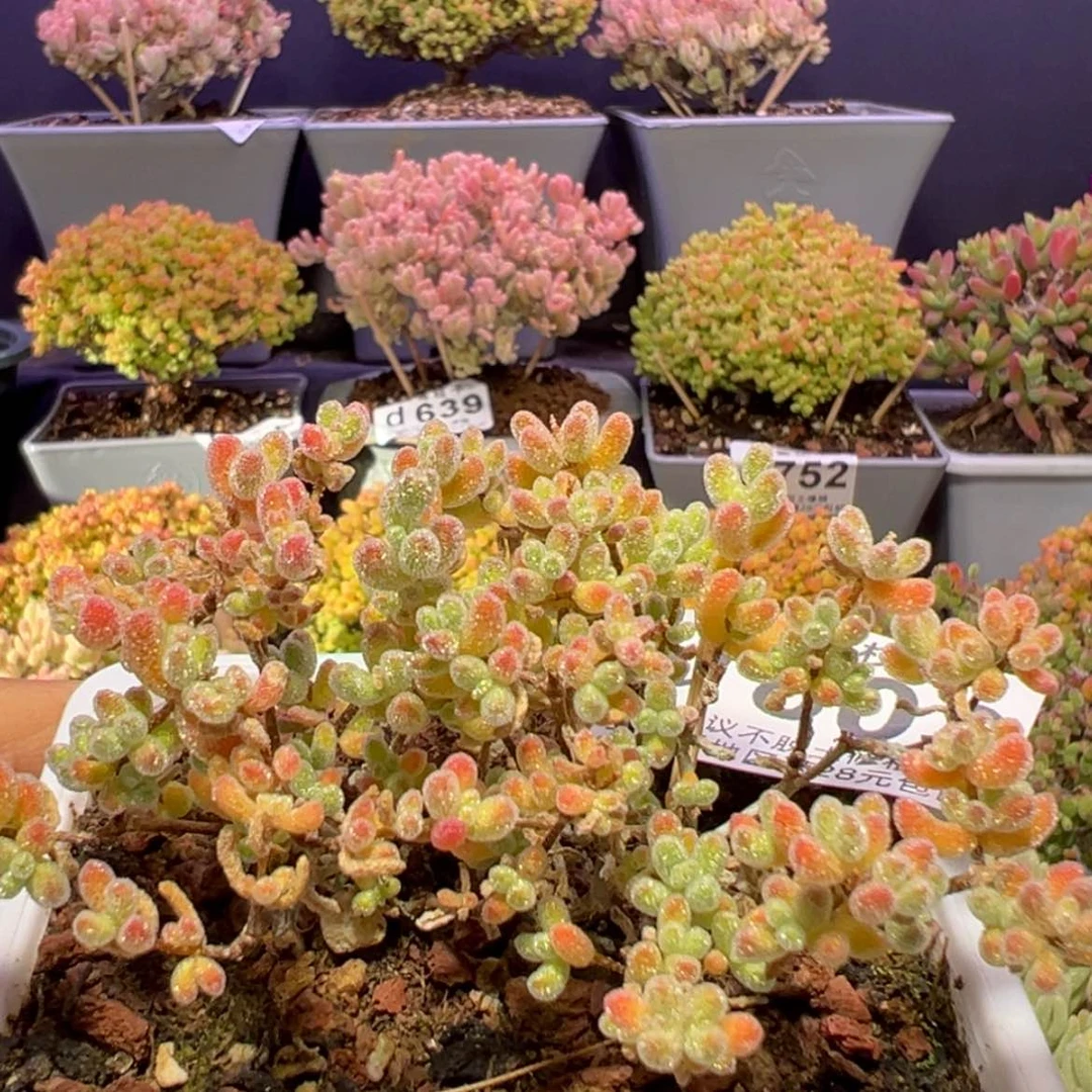 【闪购商品】d803彩冰晶特价一颗