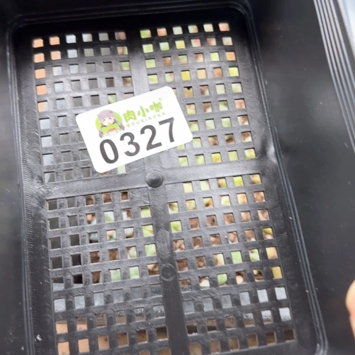 暖*?多肉植物多肉植物