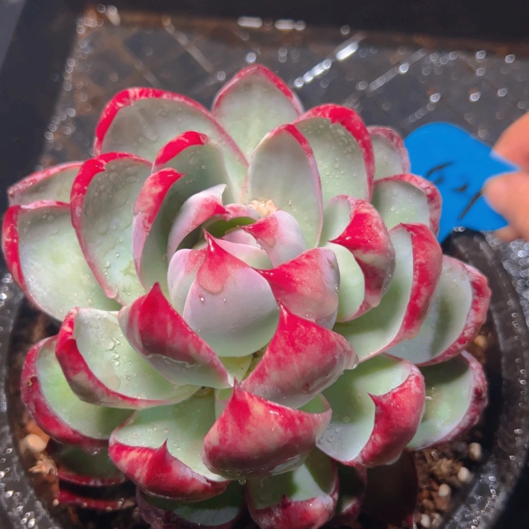 惊鸿仙子一物一拍621号