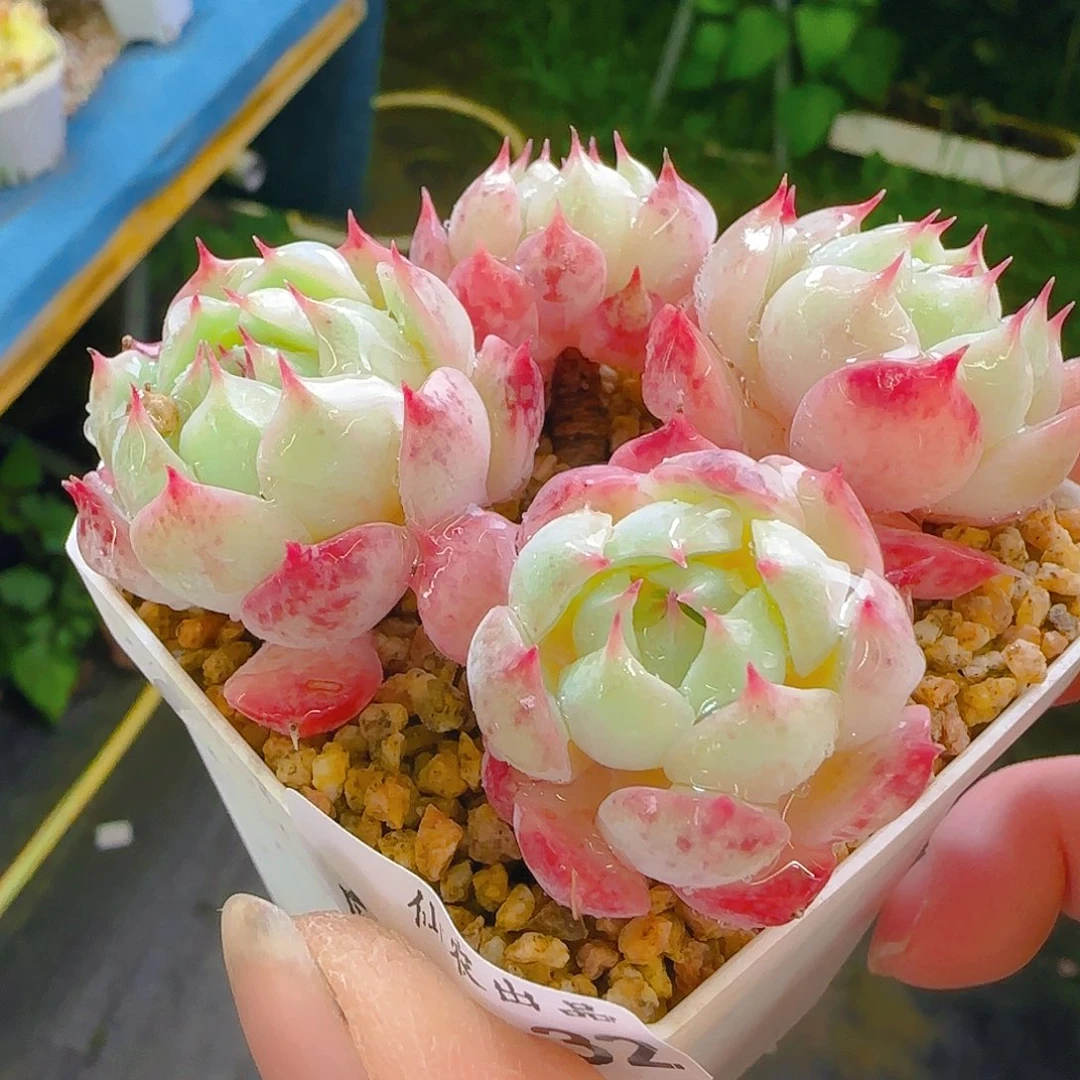 T P王中王，032，仙农出品，