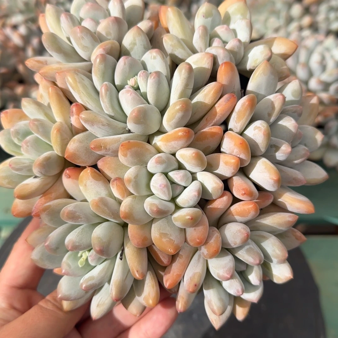 香水8头，发货点延迟