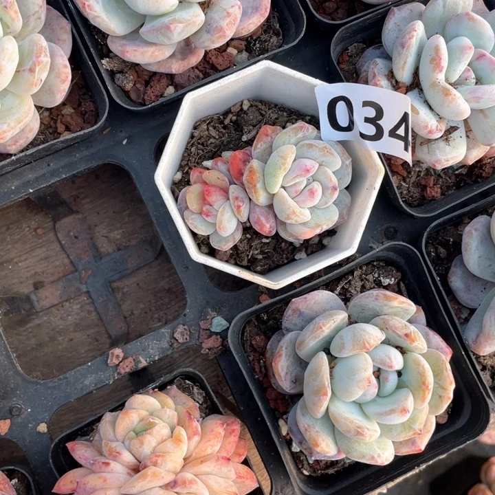 花*仔多肉植物一物一拍