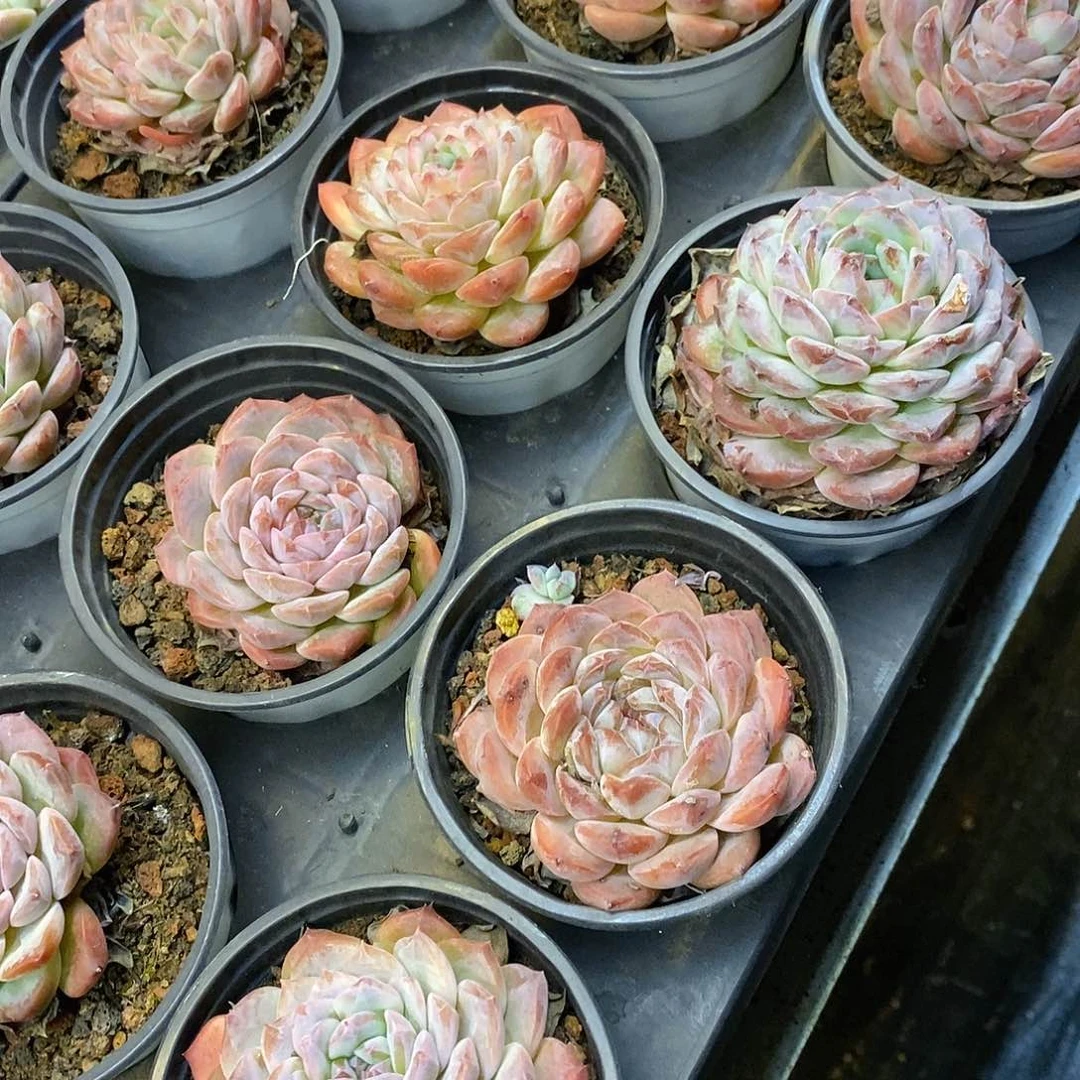 团。冰魄。福利多多