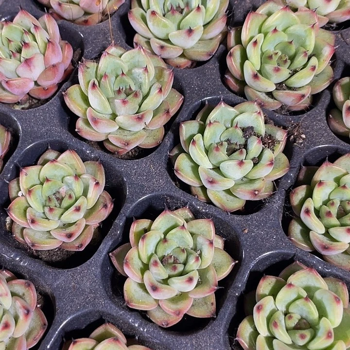 小星光珍妮1元带土发