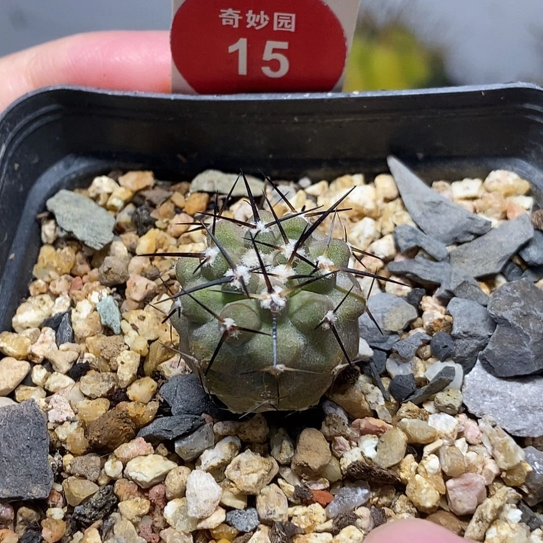实生高山冢黑王丸2cm