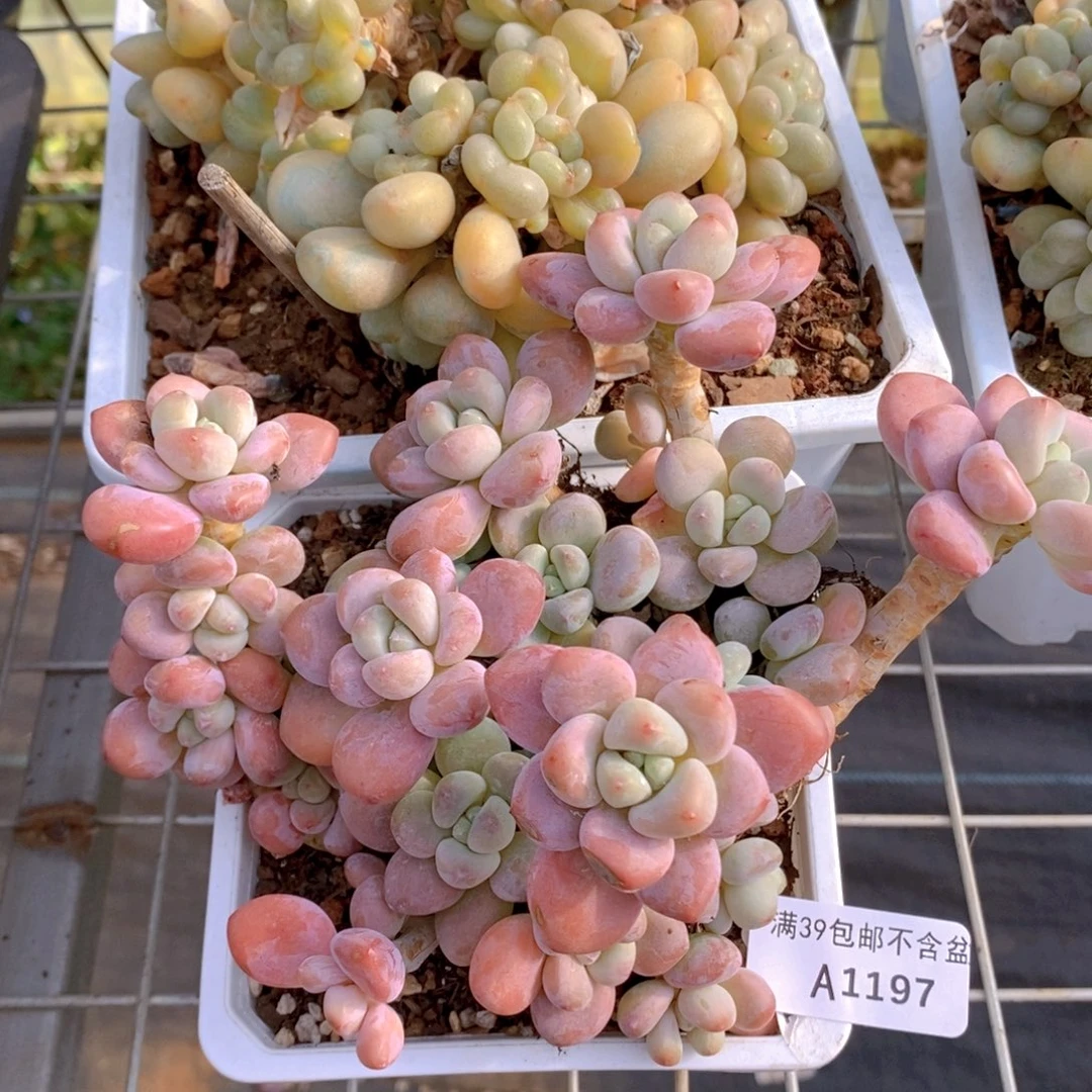 樱花洛神17cm1197多肉植物