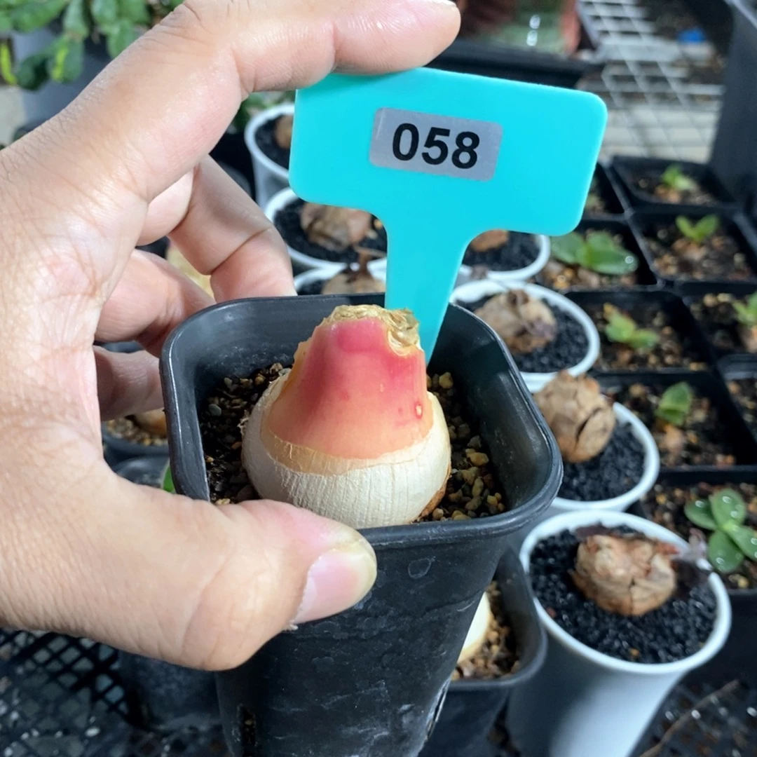 灯台百合一个多肉