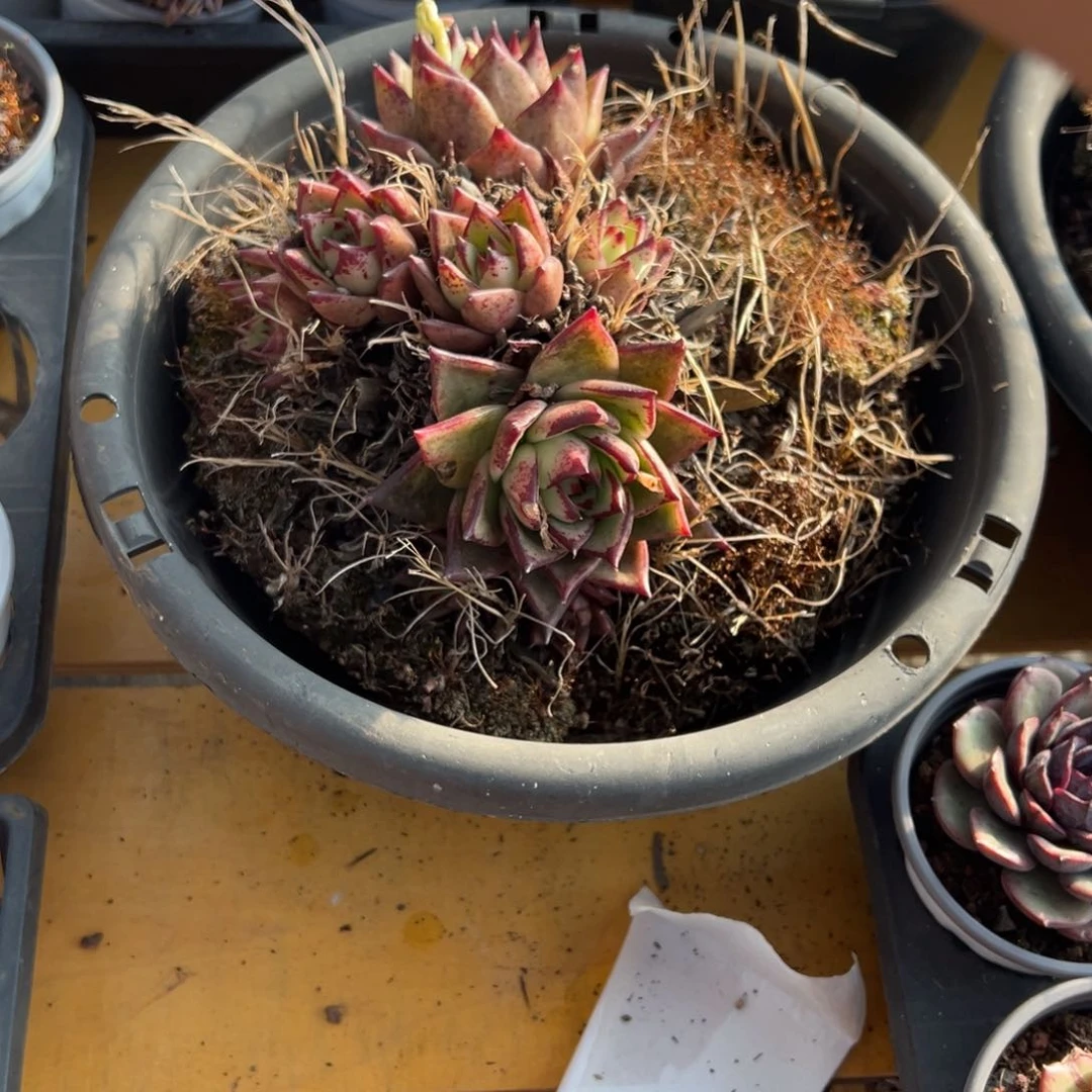 春节的福利，大乌木！