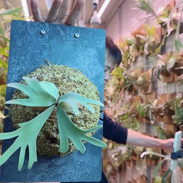 无花朵株黄a3。