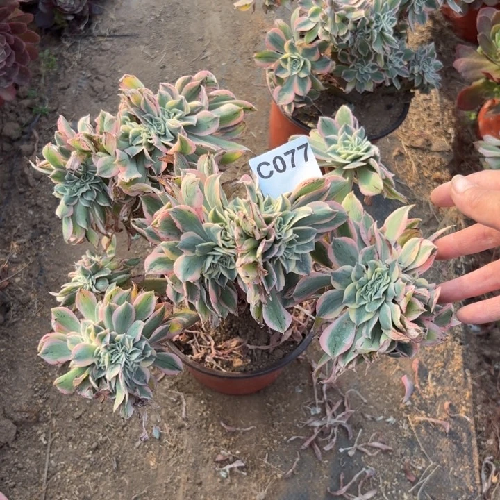 灿烂缀多肉植物不包损077有伤